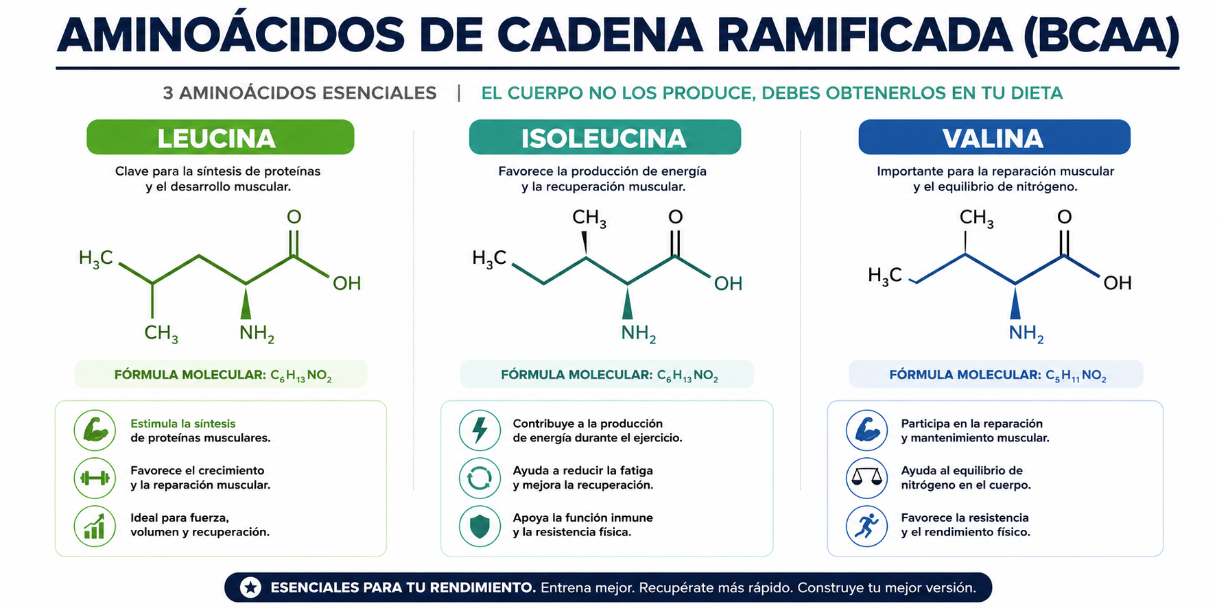 Infografía de los aminoácidos BCAA leucina, isoleucina y valina